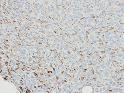 Invitrogen SNX18 Polyclonal Antibody 100 &mu;L; Unconjugated:Antibodies,