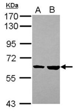 Invitrogen KPNA4 Polyclonal Antibody 100 &mu;L; Unconjugated:Antibodies,