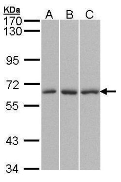 Invitrogen KPNA4 Polyclonal Antibody 100 &mu;L; Unconjugated:Antibodies,