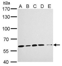 Invitrogen KPNA4 Polyclonal Antibody 100 &mu;L; Unconjugated:Antibodies,