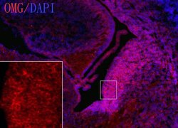 Invitrogen OMG Polyclonal Antibody 100 &mu;L; Unconjugated:Antibodies,