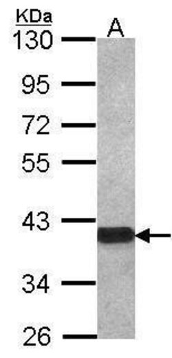 Invitrogen OMG Polyclonal Antibody 100 &mu;L; Unconjugated:Antibodies,