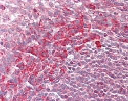 Invitrogen PEX13 Polyclonal Antibody 100 μL; Unconjugated:Antibodies,