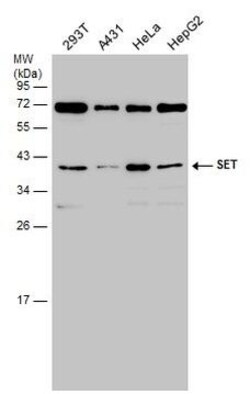 Invitrogen SET Polyclonal Antibody 100 &mu;L; Unconjugated:Antibodies,