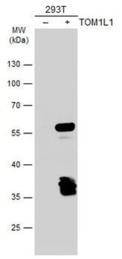Invitrogen&trade;&nbsp;TOM1L1 Polyclonal Antibody