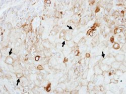 Invitrogen GIPC1 Polyclonal Antibody 100 &mu;L; Unconjugated:Antibodies,