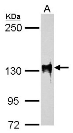 Invitrogen SAP130 Polyclonal Antibody 100 &mu;L; Unconjugated:Antibodies,