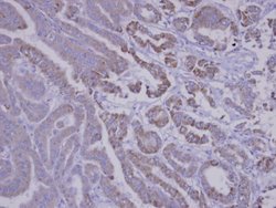 Invitrogen SNX12 Polyclonal Antibody 100 &mu;L; Unconjugated:Antibodies,