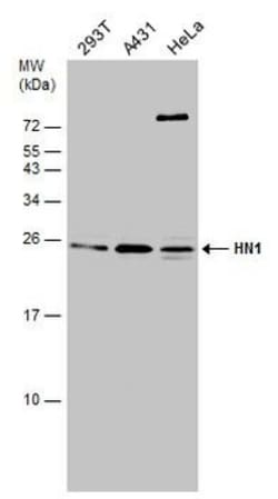 Invitrogen HN1 Polyclonal Antibody 100 &mu;L; Unconjugated:Antibodies,