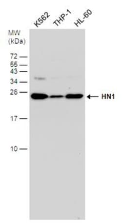 Invitrogen HN1 Polyclonal Antibody 100 &mu;L; Unconjugated:Antibodies,