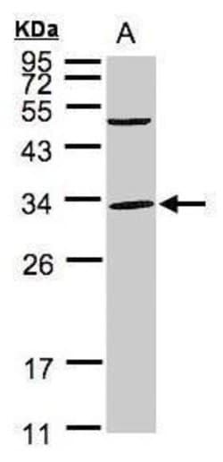 Invitrogen PEF1 Polyclonal Antibody 100 &mu;L | Buy Online | Invitrogen&trade; | Fisher Scientific
