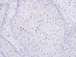 Invitrogen TWA1 Polyclonal Antibody 100 &mu;L; Unconjugated:Antibodies,
