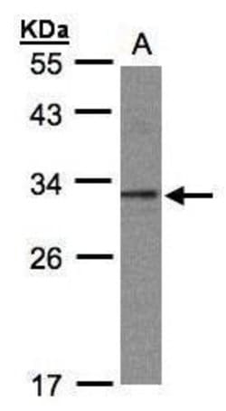 Invitrogen TWA1 Polyclonal Antibody 100 &mu;L; Unconjugated:Antibodies,