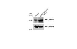 Invitrogen CHMP5 Polyclonal Antibody 100 &mu;L; Unconjugated:Antibodies,