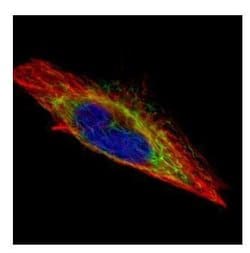 Invitrogen Actin-like 8 Polyclonal Antibody 100 &mu;L; Unconjugated:Antibodies,
