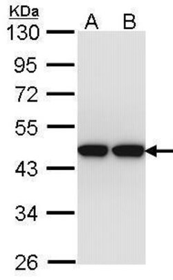 Invitrogen Actin-like 8 Polyclonal Antibody 100 &mu;L; Unconjugated:Antibodies,