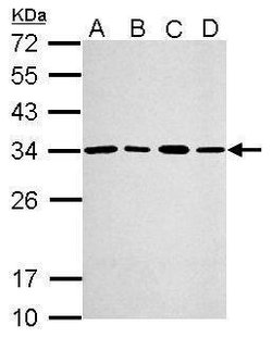 PSME3 Polyclonal Antibody, Invitrogen 100 &mu;L; Unconjugated:Antibodies,