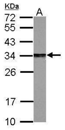 PSME3 Polyclonal Antibody, Invitrogen 100 &mu;L; Unconjugated:Antibodies,