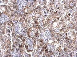 Invitrogen MAF1 Polyclonal Antibody 100 &mu;L; Unconjugated:Antibodies,