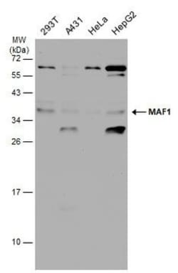Invitrogen MAF1 Polyclonal Antibody 100 &mu;L; Unconjugated:Antibodies,