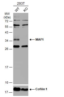 Invitrogen MAF1 Polyclonal Antibody 100 &mu;L; Unconjugated:Antibodies,