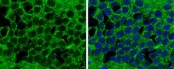 Invitrogen MZB1 Polyclonal Antibody 100 &mu;L; Unconjugated:Antibodies,
