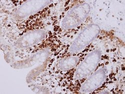 Invitrogen MZB1 Polyclonal Antibody 100 &mu;L; Unconjugated:Antibodies,