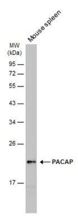 Invitrogen MZB1 Polyclonal Antibody 100 &mu;L; Unconjugated:Antibodies,