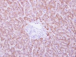 Invitrogen ANKRD45 Polyclonal Antibody 100 &mu;L; Unconjugated:Antibodies,