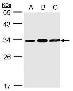 Invitrogen TATDN1 Polyclonal Antibody 100 &mu;L; Unconjugated:Antibodies,