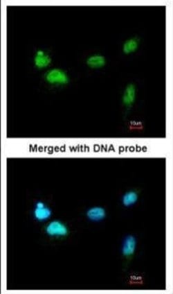 Invitrogen SCMH1 Polyclonal Antibody 100 &mu;L; Unconjugated:Antibodies,