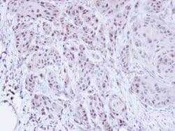 Invitrogen SCMH1 Polyclonal Antibody 100 &mu;L; Unconjugated:Antibodies,