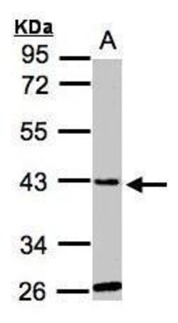 Invitrogen GLYATL1 Polyclonal Antibody 100 &mu;L | Buy Online | Invitrogen&trade; | Fisher Scientific