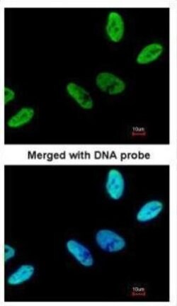 Invitrogen C9orf78 Polyclonal Antibody 100 &mu;L | Buy Online | Invitrogen&trade; | Fisher Scientific