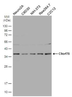 Invitrogen C9orf78 Polyclonal Antibody 100 &mu;L | Buy Online | Invitrogen&trade; | Fisher Scientific