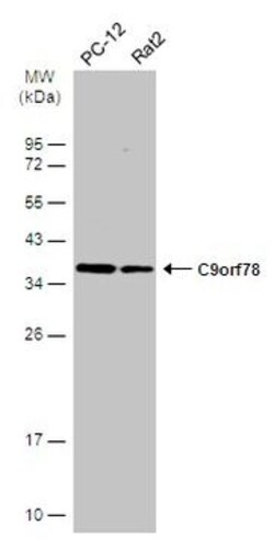 Invitrogen C9orf78 Polyclonal Antibody 100 &mu;L | Buy Online | Invitrogen&trade; | Fisher Scientific