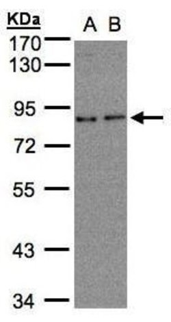 Invitrogen ZER1 Polyclonal Antibody 100 &mu;L | Buy Online | Invitrogen&trade; | Fisher Scientific