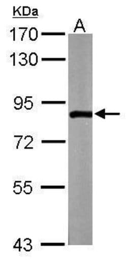 Invitrogen ZER1 Polyclonal Antibody 100 &mu;L | Buy Online | Invitrogen&trade; | Fisher Scientific