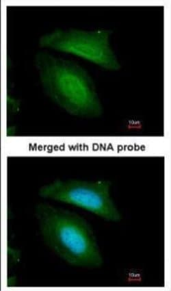 Invitrogen BZW2 Polyclonal Antibody 100 &mu;L; Unconjugated:Antibodies,