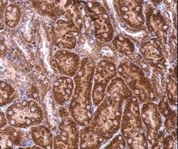 Invitrogen BZW2 Polyclonal Antibody 100 &mu;L; Unconjugated:Antibodies,