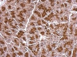 Invitrogen BZW2 Polyclonal Antibody 100 &mu;L; Unconjugated:Antibodies,