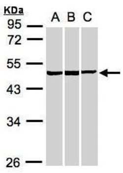 Invitrogen BZW2 Polyclonal Antibody 100 &mu;L; Unconjugated:Antibodies,