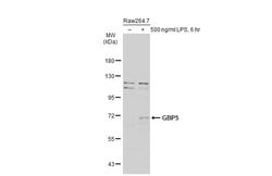 Invitrogen GBP5 Polyclonal Antibody 100 &mu;L; Unconjugated:Antibodies,