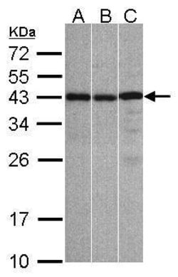 Invitrogen ZC3H8 Polyclonal Antibody 100 &mu;L; Unconjugated:Antibodies,