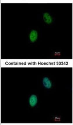 Invitrogen FHL5 Polyclonal Antibody 100 &mu;L; Unconjugated:Antibodies,