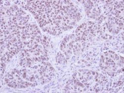 Invitrogen FHL5 Polyclonal Antibody 100 &mu;L; Unconjugated:Antibodies,