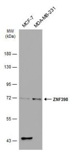 Invitrogen ZNF398 Polyclonal Antibody 100 μL; Unconjugated:Antibodies,