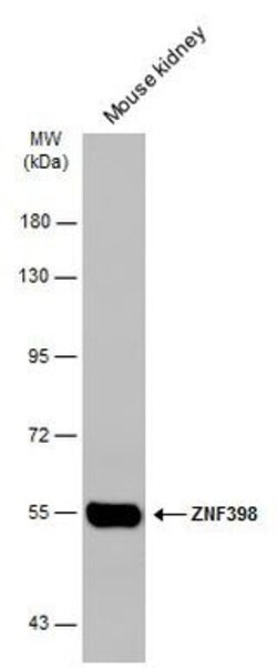 Invitrogen ZNF398 Polyclonal Antibody 100 μL; Unconjugated:Antibodies,