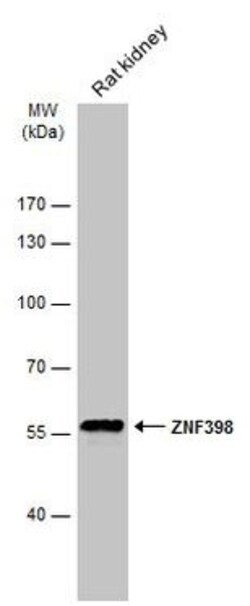 Invitrogen ZNF398 Polyclonal Antibody 100 μL; Unconjugated:Antibodies,