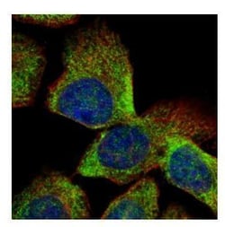 Invitrogen VTA1 Polyclonal Antibody 100 &mu;L; Unconjugated:Antibodies,